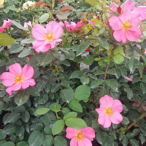 Világos rózsaszín - virágágyi polianta rózsa